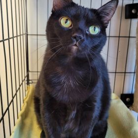 Quad City Animal Welfare Center Bringing Mobile Vaccine Clinic To Silvis