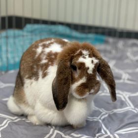 Some Bunny Is Going To Love The New Illinois And Iowa Pet Of The Week