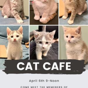 Cat Cafe Returns to Java Java April 6