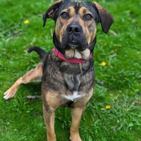 Meet Bubbah, The Illinois And Iowa Pet Of The Week!