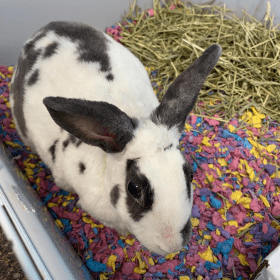 Quad City Animal Welfare Center Hosting Adopt A Rescue Rabbit Month