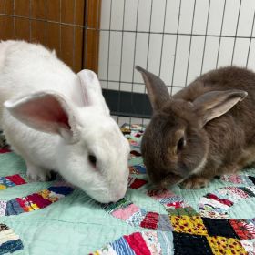 Meet Bisquits And Gravy, Our Hoppy Illinois And Iowa Pets Of The Week