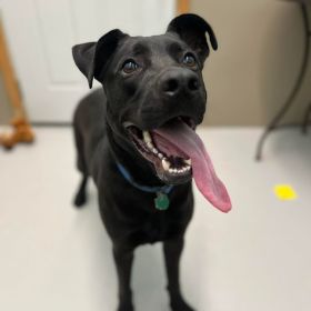 Meet Dee, The Illinois And Iowa Pet of The Week!