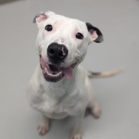 Meet Polar Bear, The Illinois And Iowa Pet Of The Week