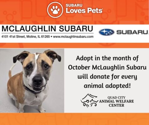 Quad City Animal Welfare Center Hosting Suburu Loves Pets Week Events