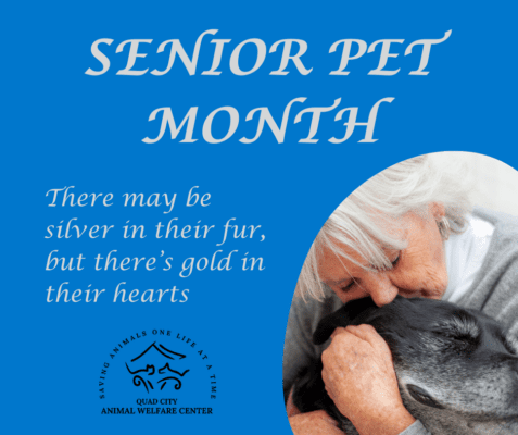 Adopt A Pet In Illinois Or Iowa During November's National Senior Pet Month