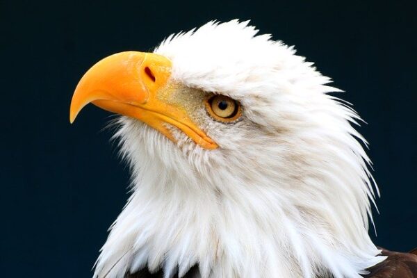 Bald Eagle Days Fly Back Into Rock Island's QCCA Expo Center Jan. 10