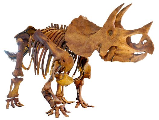 Davenport's Putnam Museum Will Get Triceratops Dinosaur Skeleton