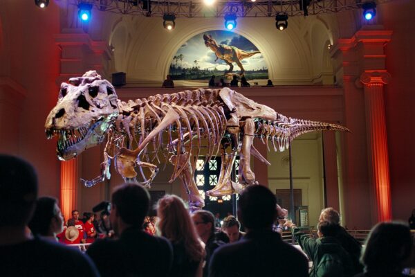 Davenport's Putnam Museum Will Get Triceratops Dinosaur Skeleton