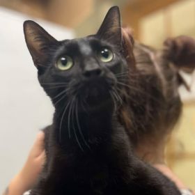 Mila Is The Illinois And Iowa Pet Of The Week