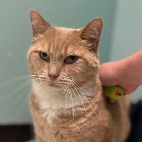 Meet Mr. Kitty, The Illinois And Iowa Pet Of The Week