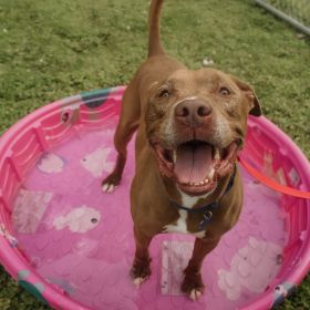 Meet The Illinois And Iowa Pet Of The Week