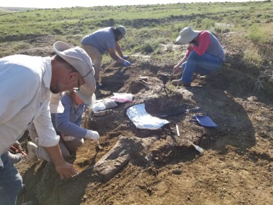 Davenport’s Putnam Museum Seeks Sponsors for “Animal Armor” Exhibit