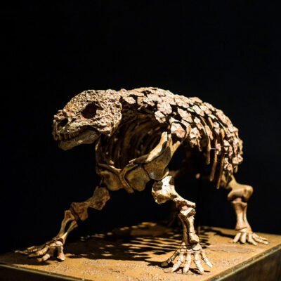 Putnam in Davenport To Open “Animal Armor” Exhibit Saturday