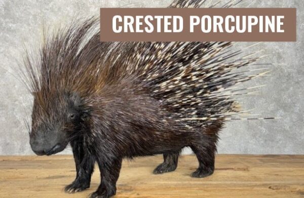 Davenport’s Putnam Museum Seeks Sponsors for “Animal Armor” Exhibit