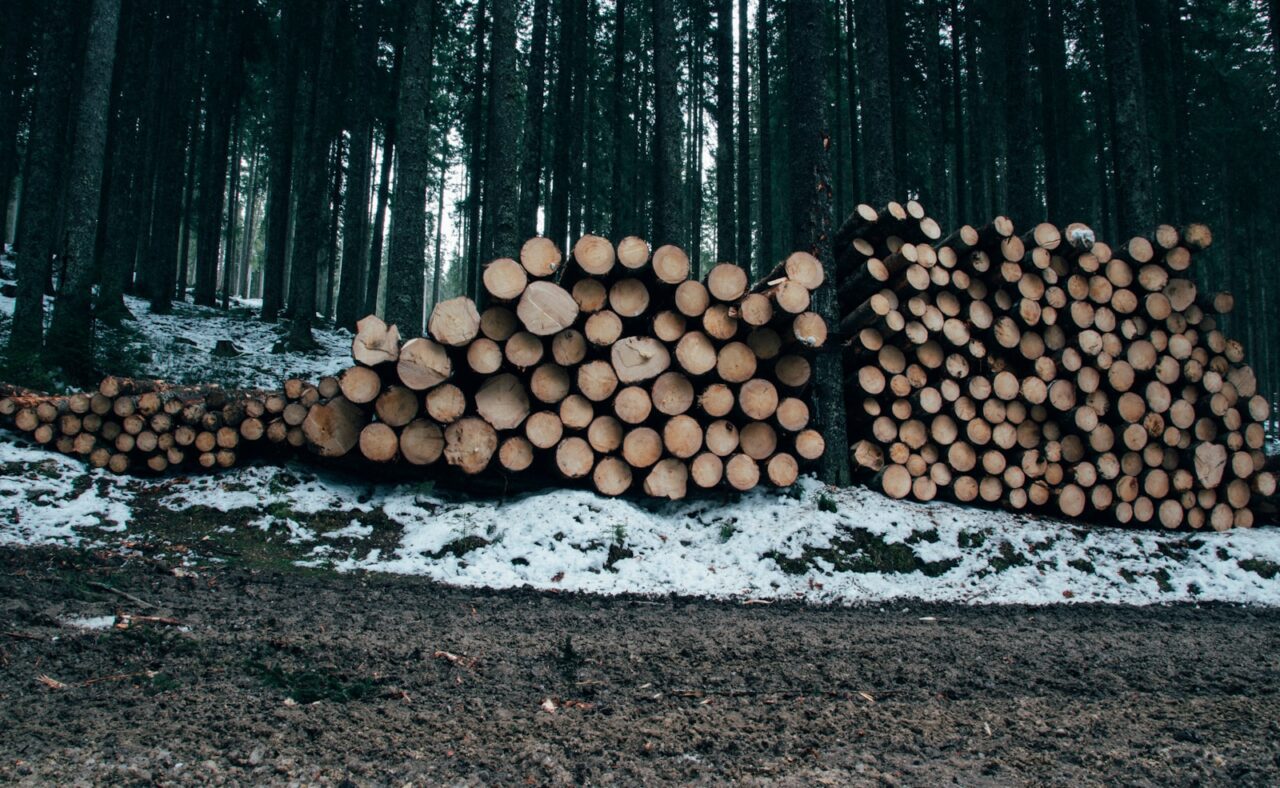 timber logs stack beside trees in forest