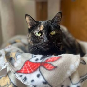 Meet Mittens, The Quad Cities Pet Of The Week