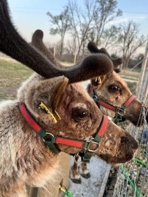 Putnam’s Polar PJ Parties in Davenport Return for 19th Year